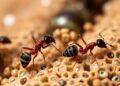 Ant colonies show varied disease susceptibility and grooming across social levels