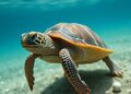 Antenna-like cell structure helps turtles sense warmth that determines sex