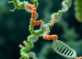 Archaeal NurA Nuclease Structure Reveals Catalysis and Cooperation in DNA Break Repair