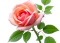 Ascorbic Acid Effects on Rose Flower Yield, Essential Oil Quantity and Quality