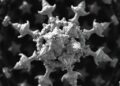 Atomic electron tomography reveals crystal nucleation and growth in high-entropy alloys
