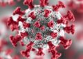 Automated Virus Classification and Phylogenetic Tree Construction