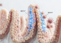 BEST4⁺ Intestinal Cells May Link Ion Transport to Viral Diarrhea