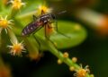 Bacterial and fungal diversity varies across Anopheles larval habitats by productivity