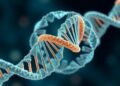 Balanced mRNA and ribosome levels govern growth in eukaryotic cells