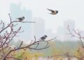 Beijing’s Chaoyang District Urban Parks Provide Refuges for Diverse Birdlife
