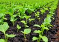 Biochar and nitrification inhibitors reduce ammonia losses without sacrificing crop yields