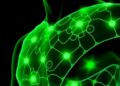 Biomass-Derived Conductive E-Skin Advances Wearable Bioelectronics and Smart Wound Healing