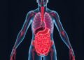 Blocking Xenophagocytosis May Enable Interspecies Organ Generation