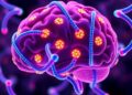Brain mega-enhancers compartmentalize transcriptionally active long genes