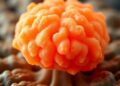Brain organoids survive and mature for more than five years