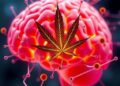 Brain’s cannabis-like molecules amplify reward engagement via retrograde signaling