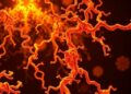 Brassinosteroids boost sugar synthesis by blocking BIN2 phosphorylation of PEP carboxykinase
