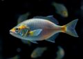 Brazilian study detects serious disease-causing bacteria in farmed fish for first time