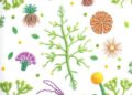 Breeding Crops to Foster Beneficial Microbial Partnerships