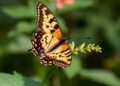 Butterflies offer clues to ecosystem health and changing habitats