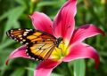Butterfly Lilies Take Flight Into Scientific Research