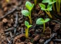 Cadmium Contamination May Unexpectedly Enhance Biochar’s Carbon Storage in Soil