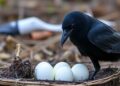 Can Oiling Eggs Protect Prey From Raven Predators?