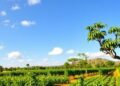 Carbon Reduction Goals Decouple Emissions from Land-Use Efficiency: Driving Forces Revealed