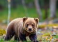 Changes could dramatically improve survival of orphaned grizzly cubs released into wild