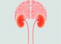 Child Brain Tumor Survivors Face Acute Kidney Injury During Treatment