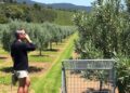 Climate-Resilient Mediterranean Olive Farming Unites Soil, Water, Carbon, Biodiversity, and Innovation
