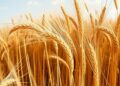 Climate-driven water shortages push global wheat prices higher