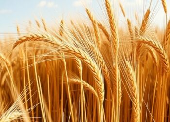 Climate-driven water shortages push global wheat prices higher
