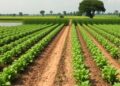 Climate pledges could reduce global cropland by 12.8% by 2100