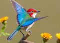 Common European birds and butterflies predicted to decline despite conservation policies