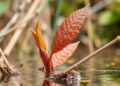 Common plant-derived chemical may threaten aquatic ecosystems, scientists warn