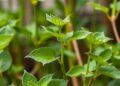 Competition Between Species Cancels CO2 Benefits for Most Plants