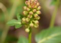 Complete Guazuma ulmifolia Genome Reveals Evolution, Drought Adaptation, and Flavonoid Biosynthesis