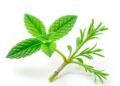 Correction: Nanoformulated Peppermint and Rosemary Essential Oils Show Antibacterial Effects