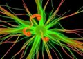 Correction: Semi-automatic geometric reconstruction analyzes filopodia dynamics in 4D two-photon microscopy