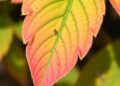 Could Leaf Surface Insights Reveal New Ways to Prevent Crop Disease?