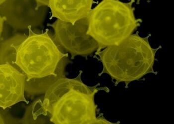 Daidzein and Genistein Trigger Wall-Less Streptomyces coelicolor Cells Under Hyperosmotic Stress