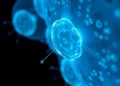 Deep Learning Powers White Blood Cell Classification, Comprehensive Review Finds