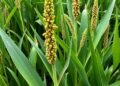 Deep Learning Screens Maize Seed Vigor from RGB Images with Automated Tuning