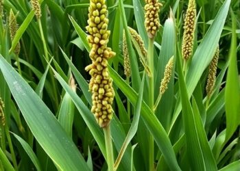 Deep Learning Screens Maize Seed Vigor from RGB Images with Automated Tuning