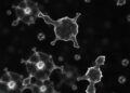 Delayed antiviral response in alveolar type 2 cells heightens influenza susceptibility