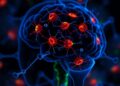 Derepressed Endogenous Retroviruses Activate Microglia, Driving Inflammation and Cellular Senescence