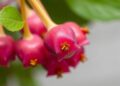 Development of HPLC–PDA method for steviol glycosides analysis in food matrices