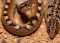Developmental venom shift drives a major prey switch in Australian brown snakes