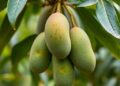 Disease Management Boosts Mango Yields Amid Bacterial Black Spot in Southern Ghana