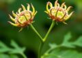 Diverse Legume Defence Signals and Clustered Receptors Co-Evolved from Conserved Subtilase Scaffolds