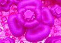 Dual-oxygen pancreatic cancer organoids mirror basal-classical diversity, spatial transcriptomics confirms