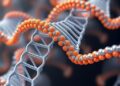 Dynamic duo weaves hierarchical DNA materials using two classes of biomolecular nanomachines