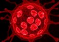 EZH2–SREBP2 Pathway Drives Cholesterol Production, Revealing a Noncanonical Cancer Vulnerability